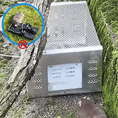 Automatic Multi-Catch Quiet Entry Mousetrap