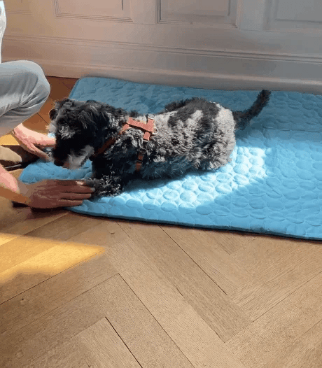 Pet Cooling Mat