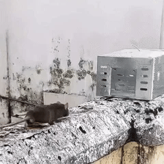Automatic Multi-Catch Quiet Entry Mousetrap
