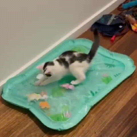 Ocean Play Water Mat for Cats
